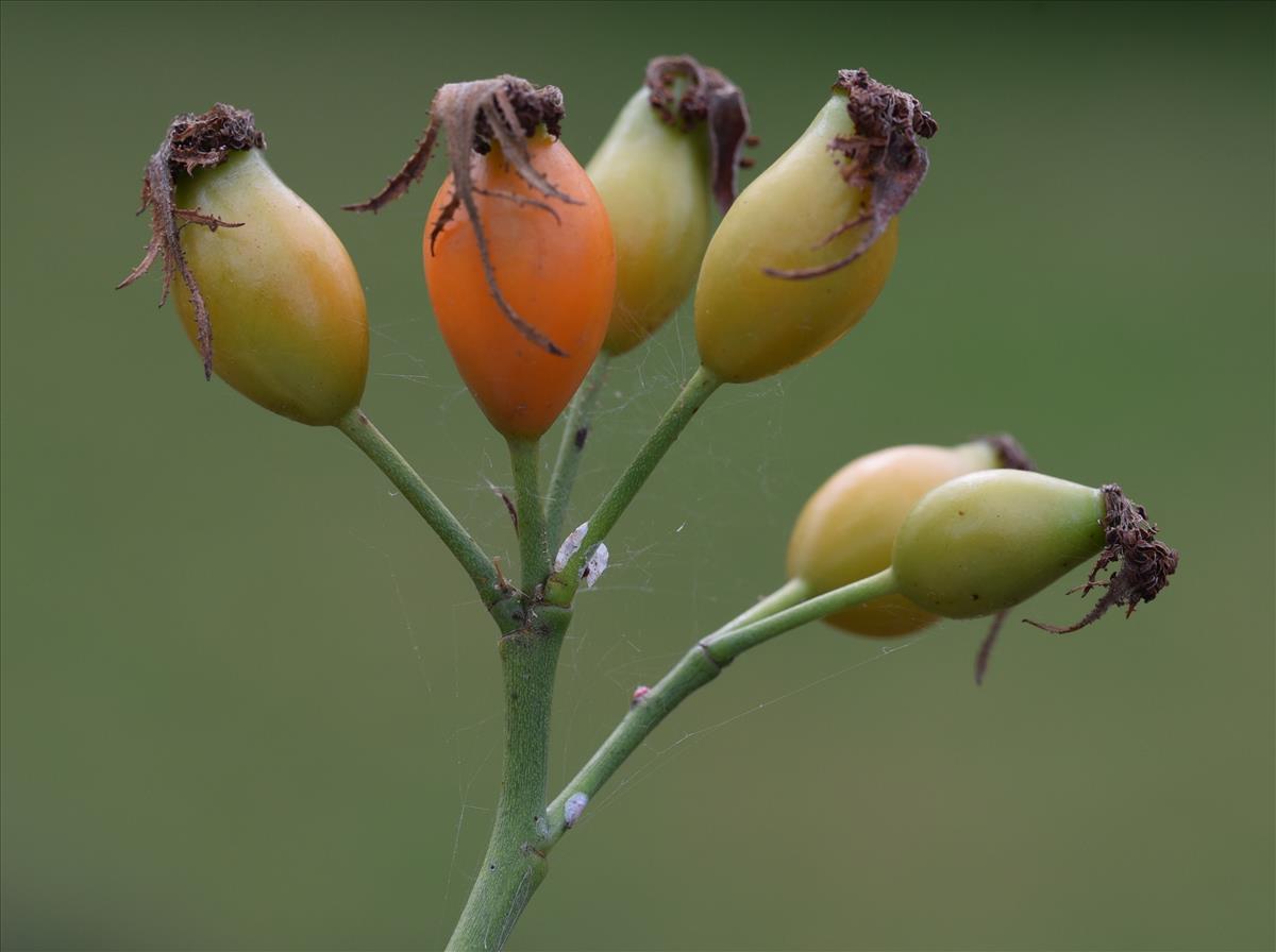 Rosa agrestis (door Jan Klinckenberg)